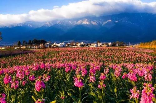 2020年新年戏曲晚会:花开不败永留芳